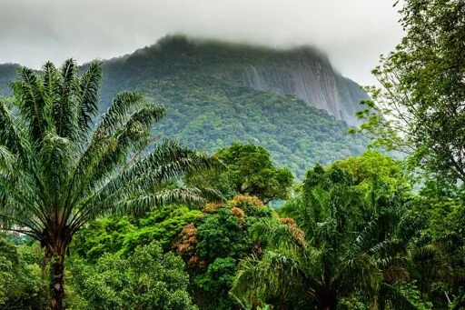 Forests With More Diverse Trees Capture More Carbon, Study Finds - EcoWatch