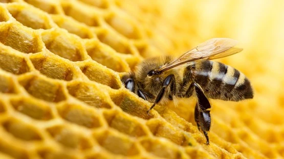 Pesticides detected in beeswax | Cornell Chronicle