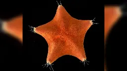 Starfish bodies aren’t bodies at all, study finds | CNN