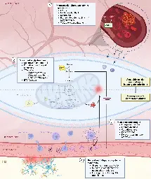 Towards an understanding of physical activity-induced post-exertional malaise: Insights into microvascular alterations and immunometabolic interactions in post-COVID condition and myalgic encephalomyelitis/chronic fatigue syndrome - Infection