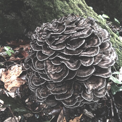 A hen of the woods mushroom at the base of an old oak tree.