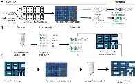 A biological camera that captures and stores images directly into DNA - Nature Communications