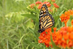 Butterfly gardening - Wikipedia