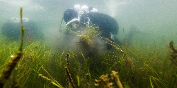 In Baltic Sea, citizen divers restore seagrass to fight climate change