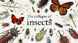 Insect populations are declining at an unprecedented rate