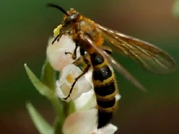 Orchid without bumblebee on island finds wasp, loses self | Kobe University News site