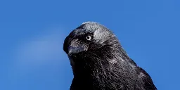 Corvids seem to handle temporary memories the way we do