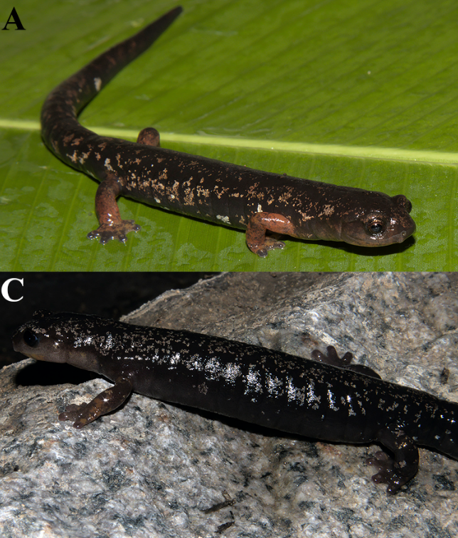 Two photos of the newly described salamander, Bolitoglossa chirripoensis