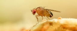 Scientists Discover The Genetic Switch to Induce 'Virgin Births' in Fruit Flies