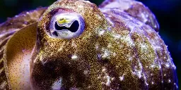 Cuttlefish camouflage gets complicated