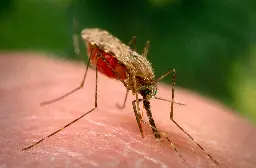 Ancient DNA Illuminates the History of Malaria, One of the World's Deadliest Diseases