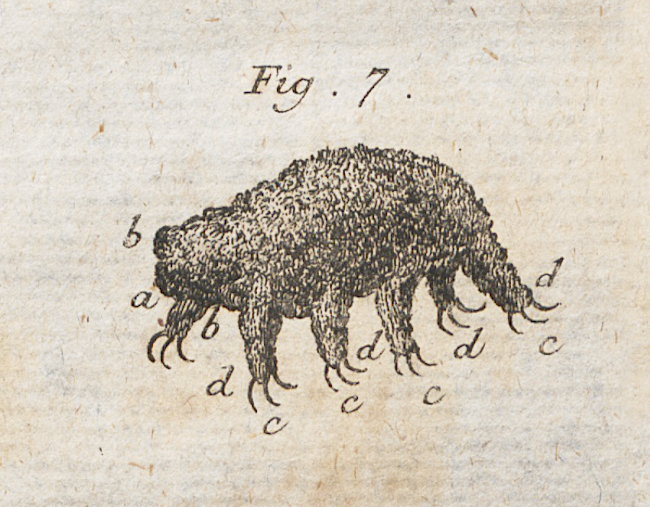 Among the Moss Piglets: The First Image of a Tardigrade (1773)