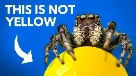 [Veritasium] What Jumping Spiders Teach Us About Color