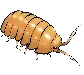 isopodmyriapod