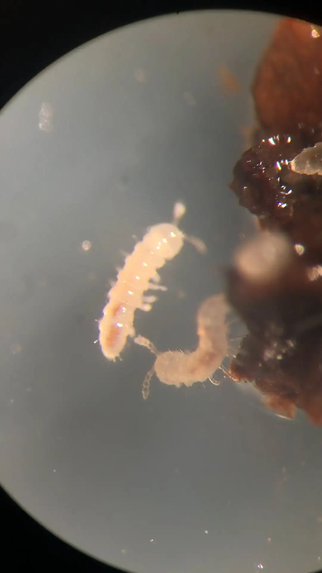 millipede Oxidus hatchling