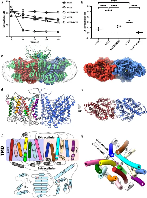 The structural insight into the functional modulation of human anion exchanger 3 - Nature Communications