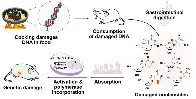 Study in mice links heat-damaged DNA in food to possible genetic risks