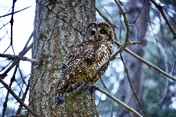 New audio technique used for census of California Spotted Owls in the Sierra Nevada ecosystem