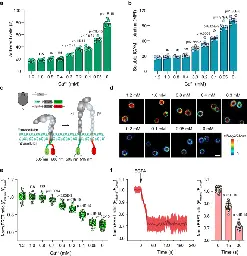 Ca2+ transients on the T cell surface trigger rapid integrin activation in a timescale of seconds - Nature Communications