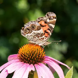 Native Plant Gardening - Mander