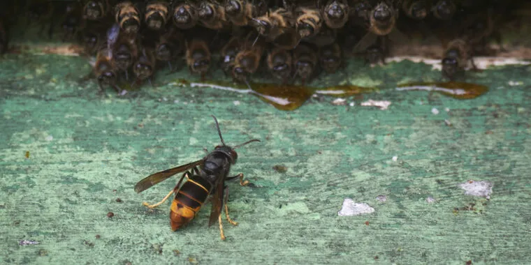 The hornet has landed: Scientists combat new honeybee killer in US