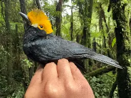 Magnificent yellow-crested bird photographed for the first time