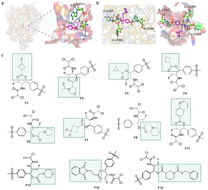 A synthetic antibiotic class with a deeply-optimized design for overcoming bacterial resistance - Nature Communications