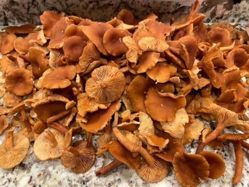 A large pile of candy cap mushrooms on a kitchen counter. The mushrooms are a rich caramel color.