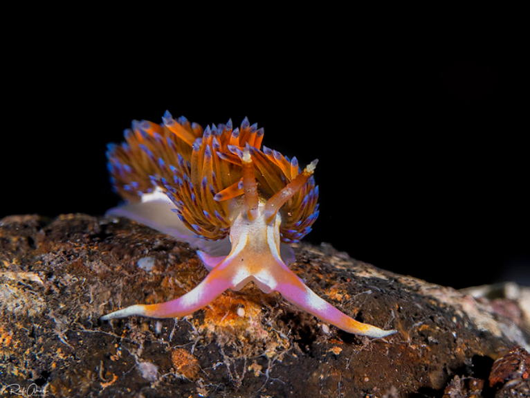 Meet the Four-colour Nudibranch!