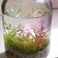 jarrariums