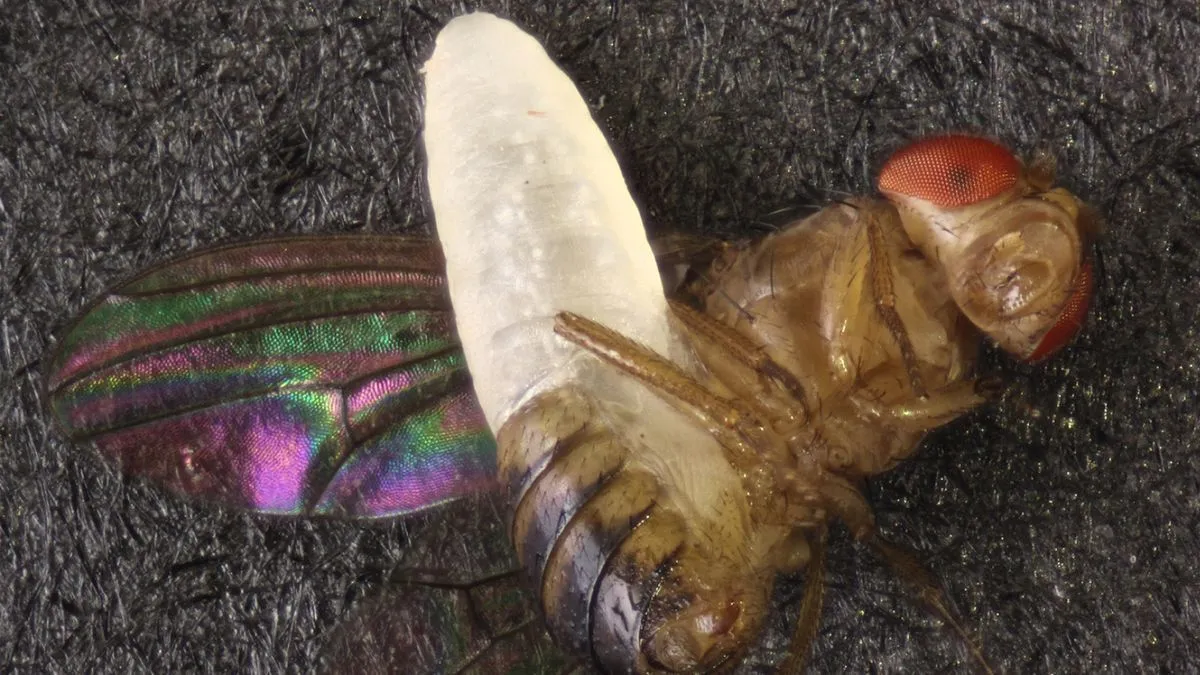 Parasitic 'horror' wasp that bursts from a fly's abdomen like an 'Alien' xenomorph discovered in Mississippi backyard