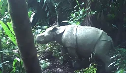 Rare Javan rhino calf spotted in Indonesia