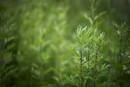 Viriditas: Musings on Magical Plants: Artemisia vulgaris