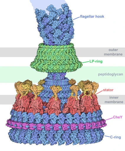 PDB101: Molecule of the Month: Flagellar Motor