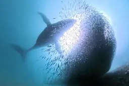 Vancouver Island diver's camera captures a whale of an underwater tale