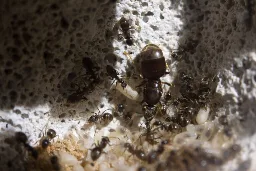 Ant queens cannibalize their sick young to prevent disease outbreak