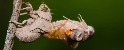Rare Event: Two Cicada Broods Emerge Together For First Time in 221 Years