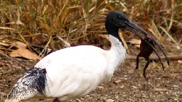 Ibis add toxic cane toads to the menu with clever technique to eliminate poison first