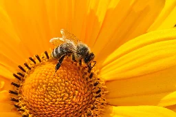 Honey bees more faithful to their flower patches than bumble bees, new study shows