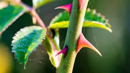 Genetics solves a thorny problem: how plants have prickles