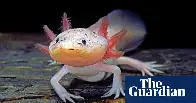 ‘We have to work urgently’: Mexican ecologists start campaign to save axolotl