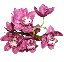 orchidaceae