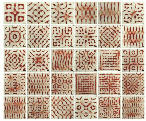 "Faraday wave" patterns created when heart cells react to acoustic signals.