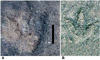 Matching dinosaur footprints found on opposite sides of the Atlantic Ocean