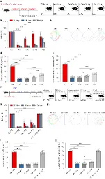 Chiral nanoparticle-remodeled gut microbiota alleviates neurodegeneration via the gut–brain axis - Nature Aging