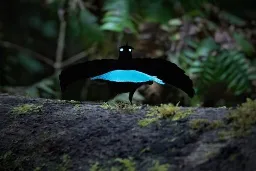 Birds-of-Paradise Can Emit Light Through Their Feathers