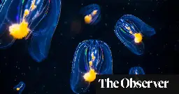 Sponge v comb jellies: which was evolution’s first trailblazer?