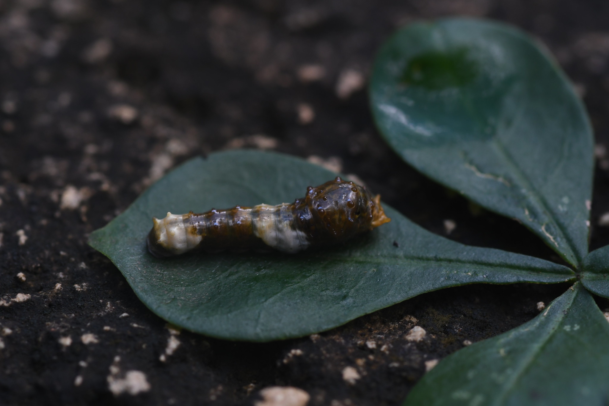 Bird poop caterpillar