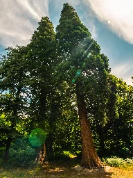 Giant sequoias are a rapidly growing feature of the UK landscape
