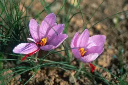 Saffron: The Story of the World’s Most Expensive Spice - JSTOR Daily
